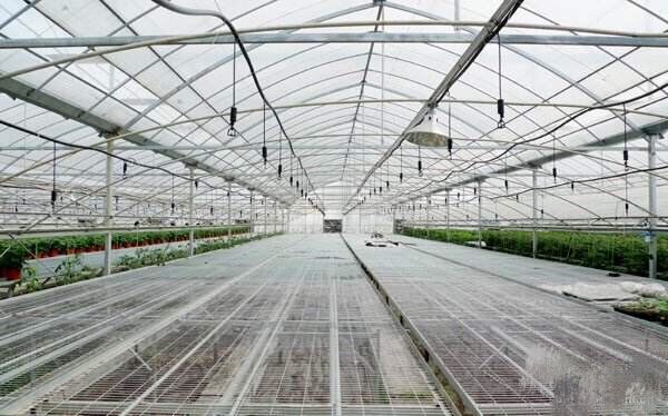 自限溫電伴熱帶在蔬菜種植中的應用